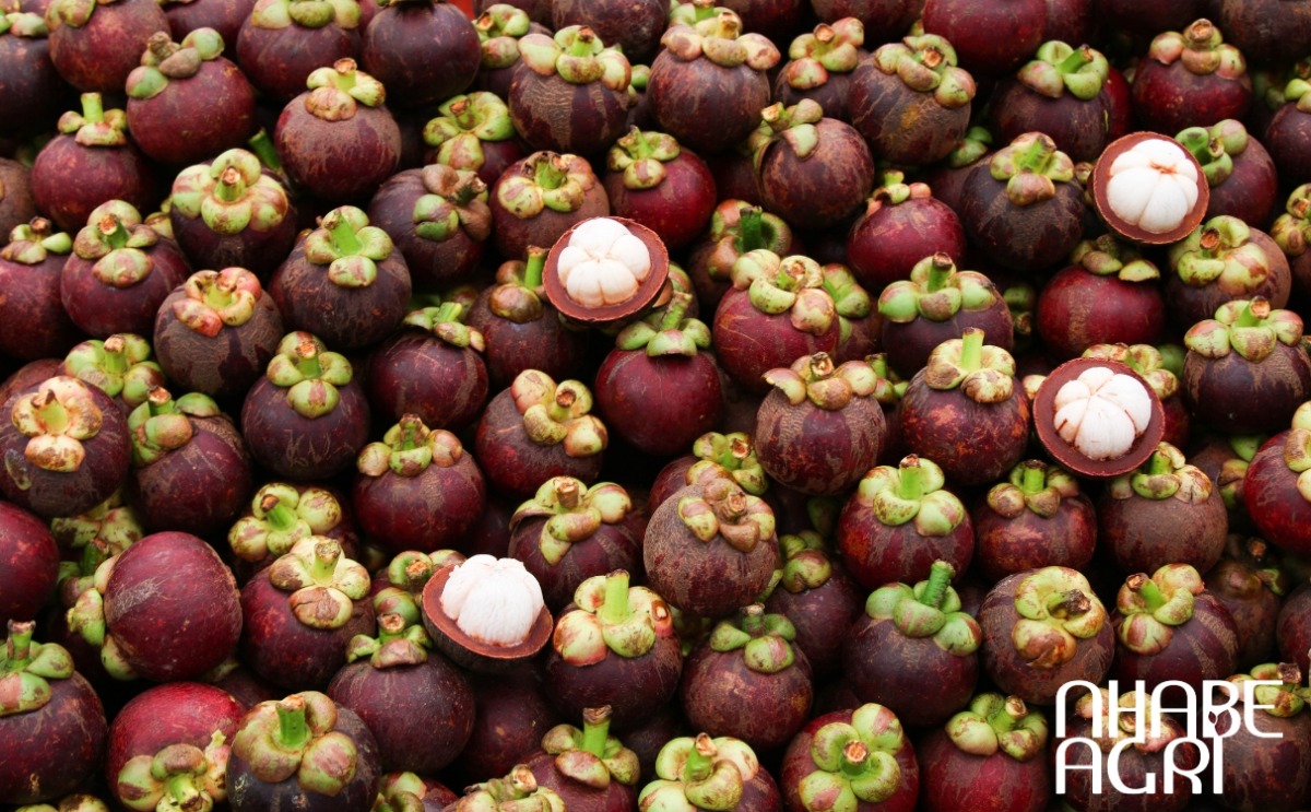 trồng măng cụt năng suất