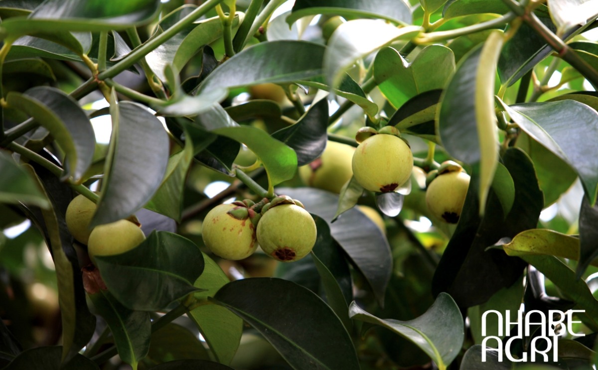 mẹo trồng măng cụt