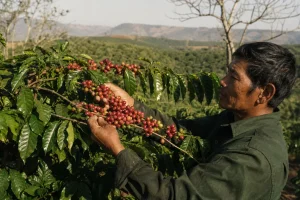 Giá cà phê Robusta bật tăng, khô hạn tại Việt Nam tiếp tục hỗ trợ thị trường
