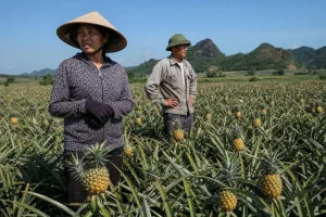 Giá dứa Thanh Hóa rớt xuống 4.000 - 5.000 đồng/kg, nông dân lo mất trắng