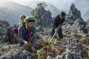 Gieo ngô trên đá ở cao nguyên đá Đồng Văn: bền bỉ giữa khô cằn