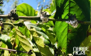 rệp sáp trên cây cà phê