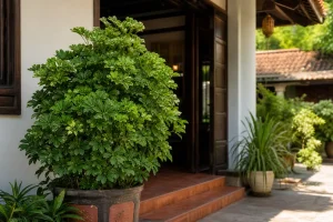 Trồng đinh lăng trước nhà: chọn đúng vị trí để đón sinh khí