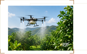 thủ tục cấp giấy phép bay máy bay nông nghiệp