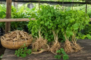 Cây đinh lăng: dược liệu quen thuộc có hoạt chất quý tương tự nhân sâm