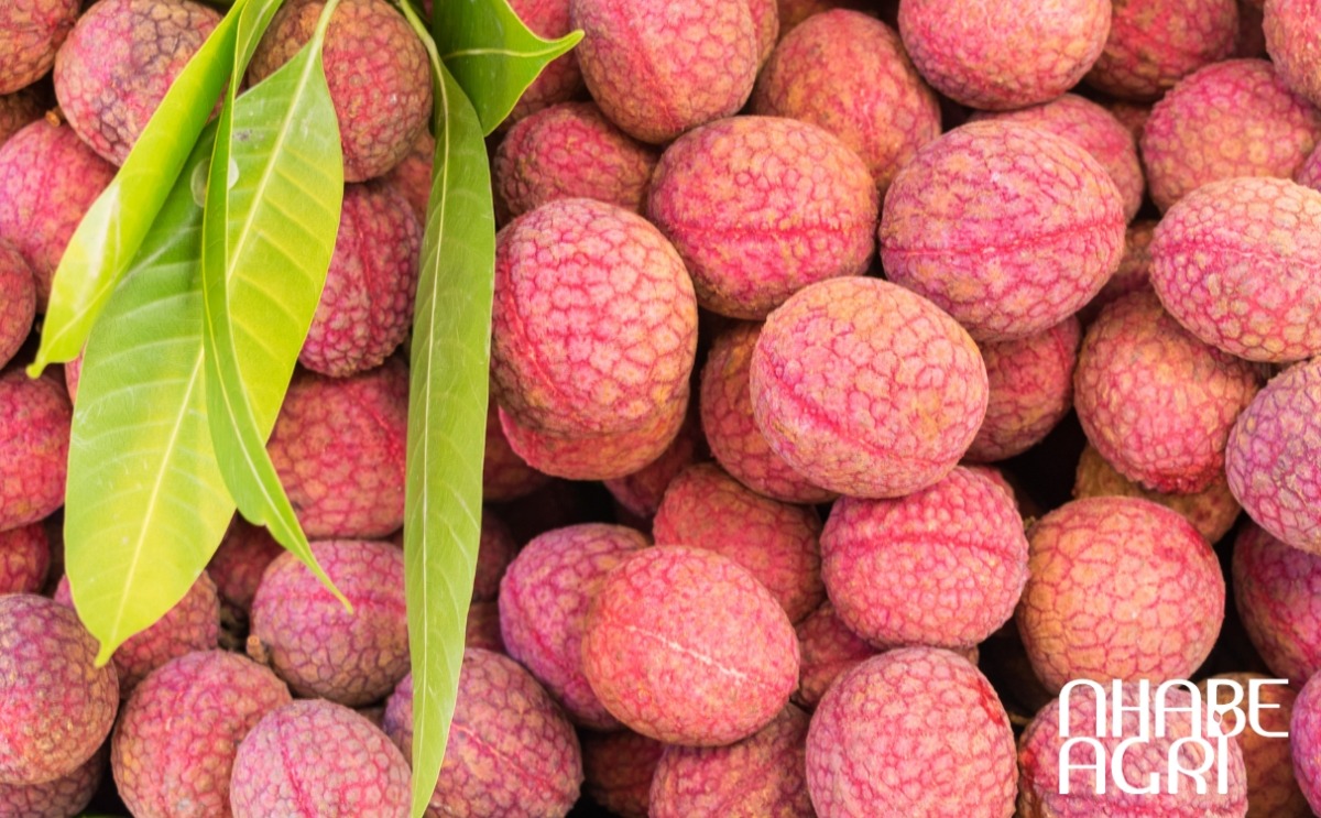 sâu bệnh thường gặp trên cây vải sâu bệnh thường gặp trên cây vải