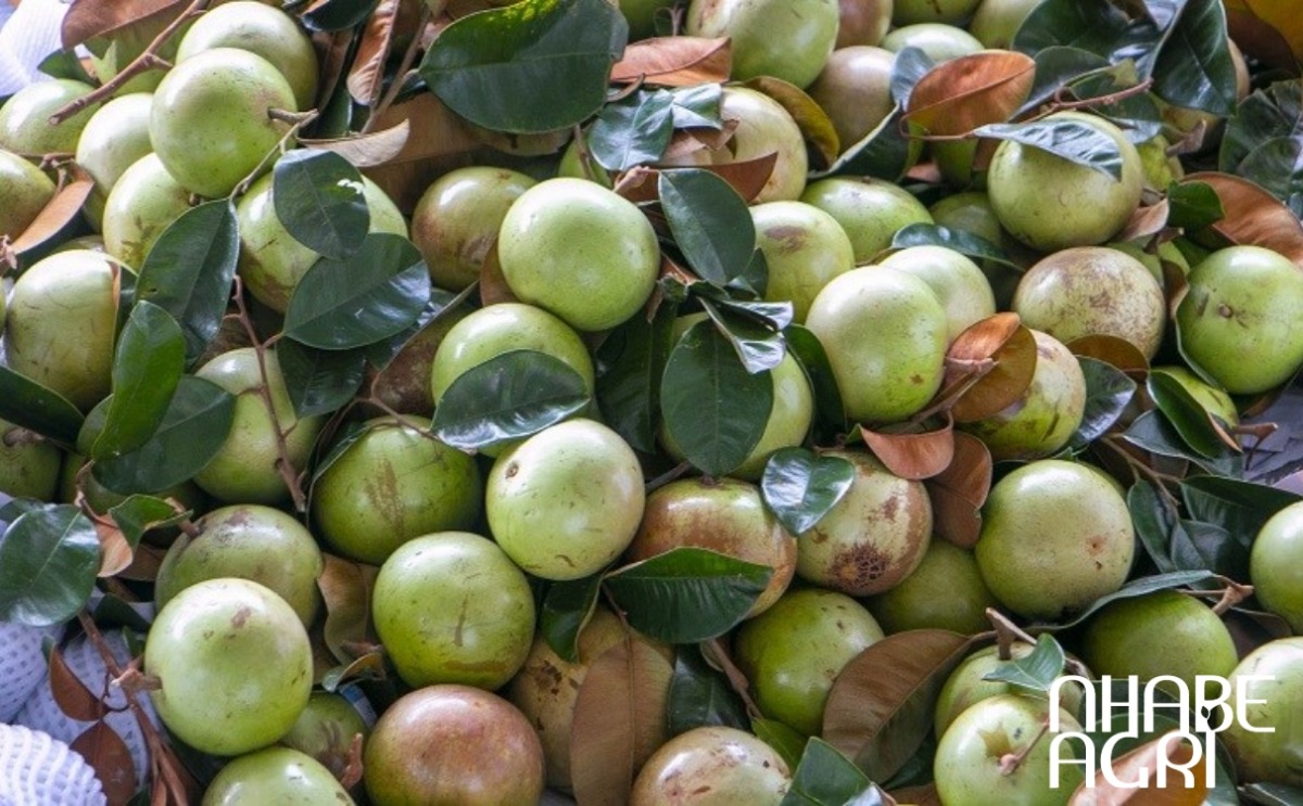 kỹ thuật trồng vú sữa