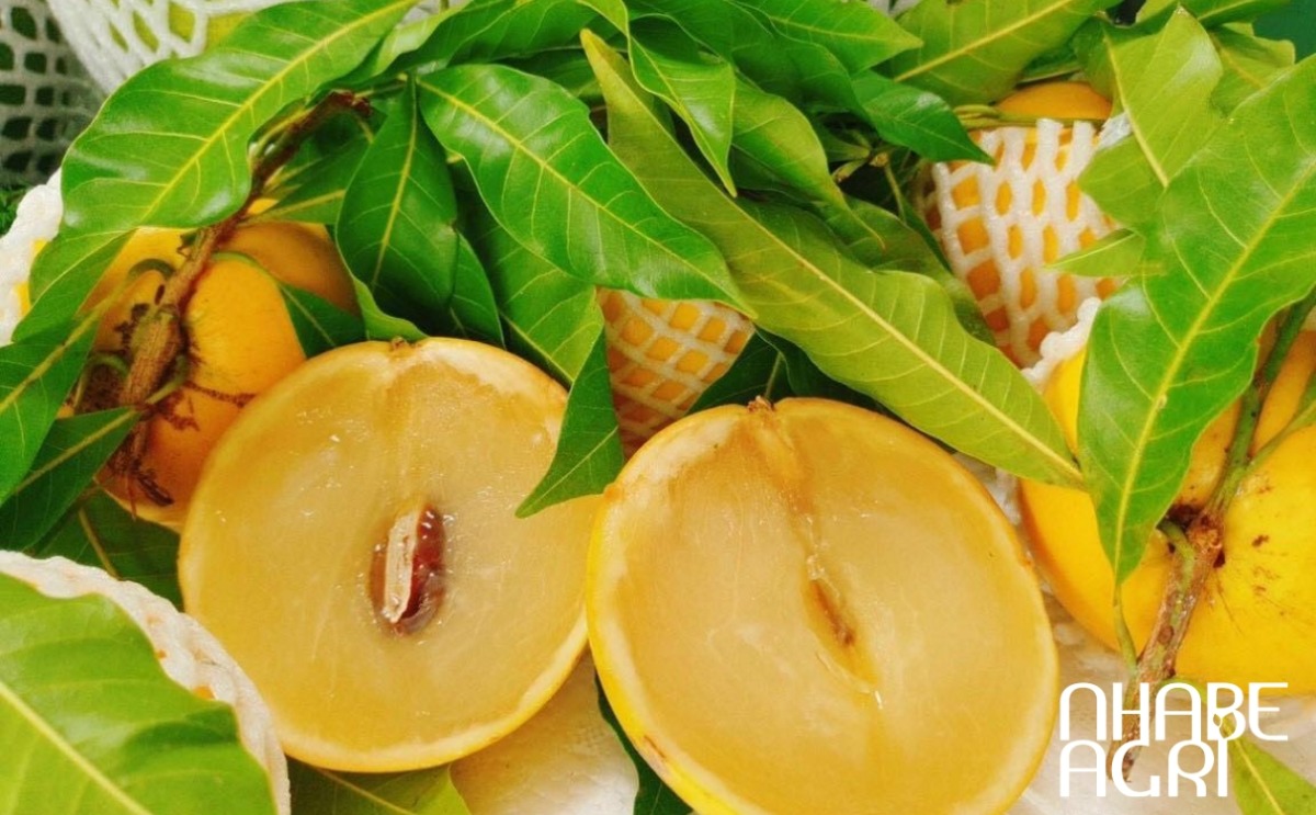 các giống vú sữa phổ biến