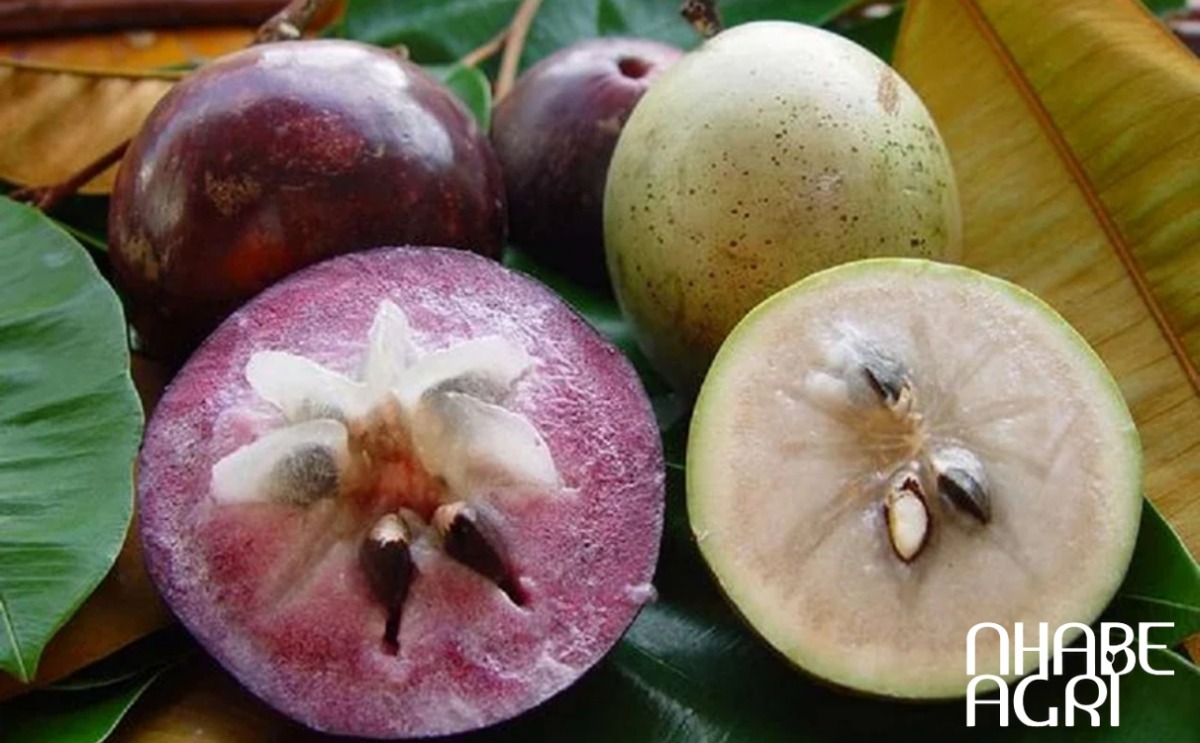 mẹo trồng vú sữa tốt