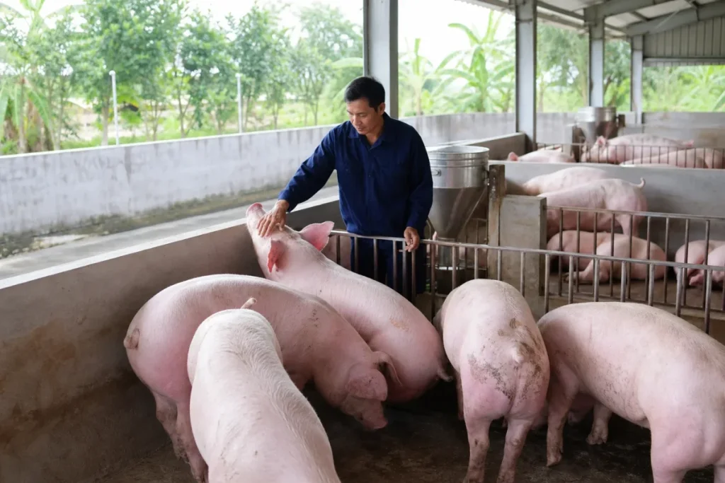 Giá heo hơi hôm nay 29/7 giảm tiếp, miền Nam chạm 60.000 đồng/kg 1 Giá heo hơi hôm nay 29/7 giảm tiếp, miền Nam chạm 60.000 đồng/kg