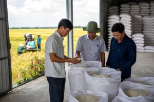 Giá lúa gạo 30/7: gạo nguyên liệu tăng nhẹ, lúa tươi ổn định