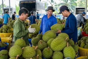 Giá sầu riêng hôm nay 31/7 ổn định, mở thêm cửa xuất khẩu Ấn Độ