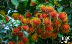 các loại giống chôm chôm