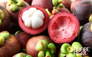 giống măng cụt không hạt