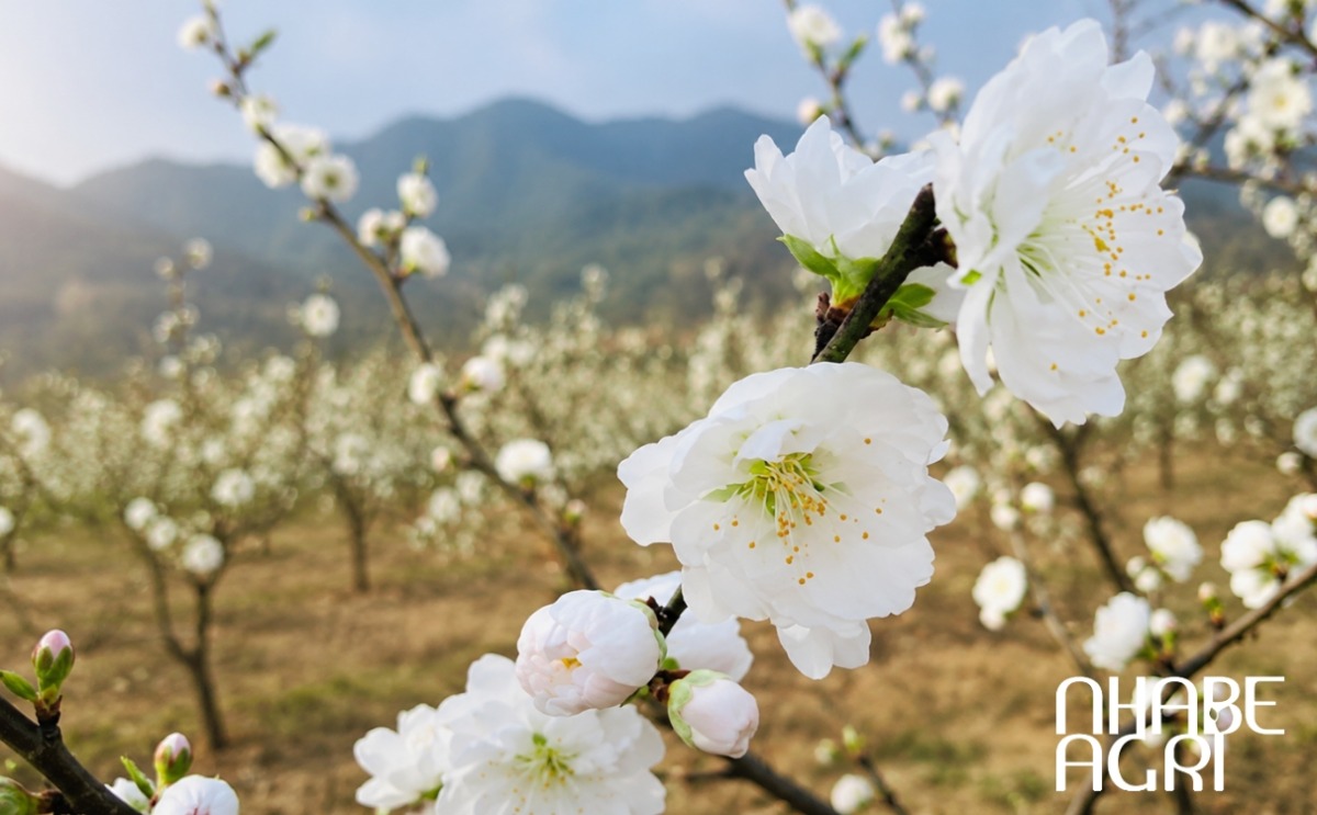 các giống hoa đào các giống hoa đào