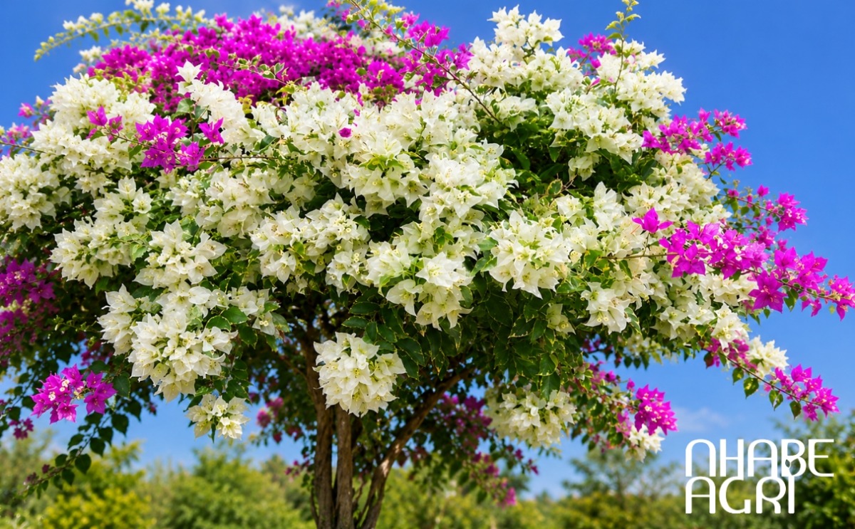 cách trồng hoa giấy