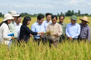 Hợp tác lúa gạo: Vinaseed và MRF ký ghi nhớ tại Hà Nội