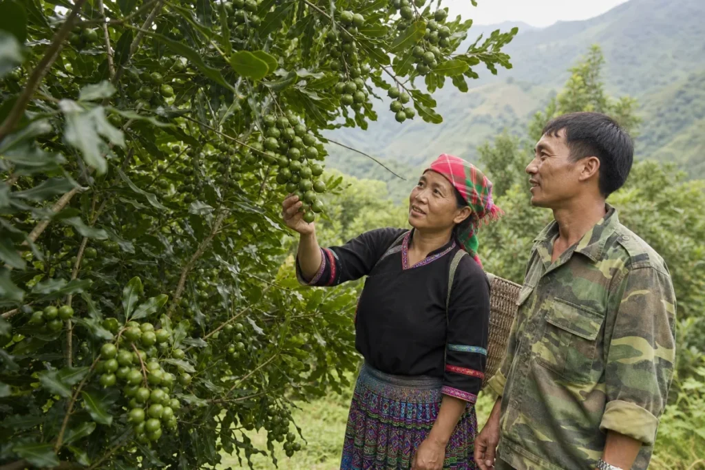 Mắc ca Khun Há khẳng định vị thế, mở hướng làm giàu bền vững 1 Mắc ca Khun Há khẳng định vị thế, mở hướng làm giàu bền vững