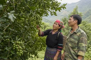 Mắc ca Khun Há khẳng định vị thế, mở hướng làm giàu bền vững