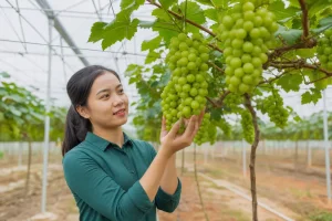 Nho sữa Hàn Quốc bén rễ ở xứ Thanh, mở hướng làm nông đa giá trị