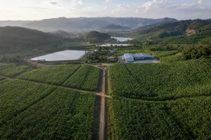 Nông nghiệp xanh: THACO AGRI kiến tạo chuỗi giá trị giữa Đông Dương