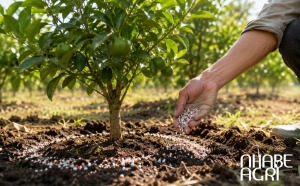 phân NPK nào phù hợp cho cây ăn trái