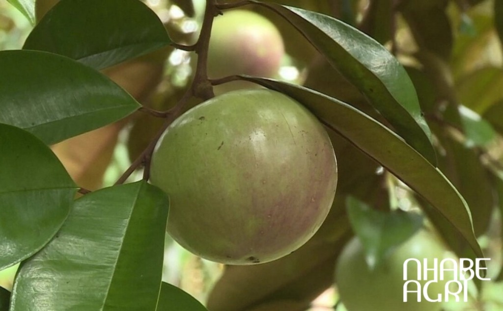 phòng sâu đục trái vú sữa