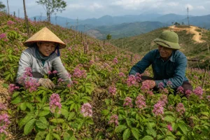 Sâm Bố Chính nở hoa trên đất cằn, nông dân Hà Tĩnh thắng vụ đầu