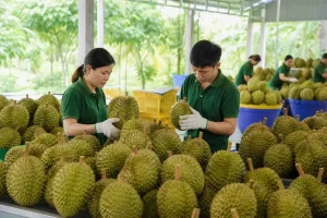 Sầu riêng Việt Nam chính thức được xuất khẩu chính ngạch sang Ấn Độ