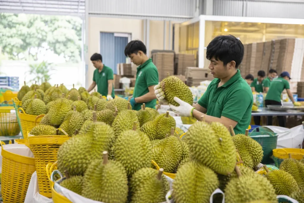 Sầu riêng Việt Nam chính thức được xuất khẩu tươi sang thị trường Ấn Độ 1 Sầu riêng Việt Nam chính thức được xuất khẩu tươi sang thị trường Ấn Độ