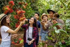 Trái cây Đồng Nai chưa vào chính vụ đã hút khách TP.HCM về nhà vườn