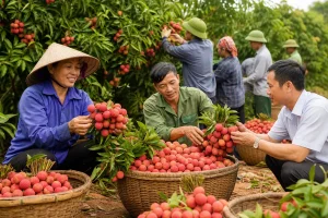 Vải thiều Bắc Ninh 2026: Mất mùa vẫn thắng lớn nhờ giá cao
