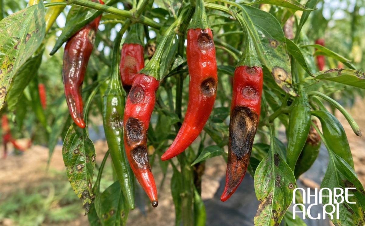 điều kiện bùng phát bệnh thán thư