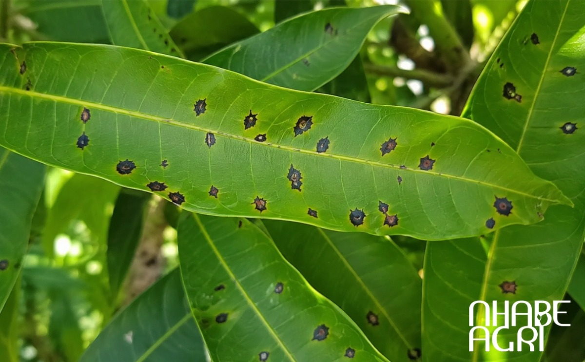 trị bệnh thán thư trên cây trồng