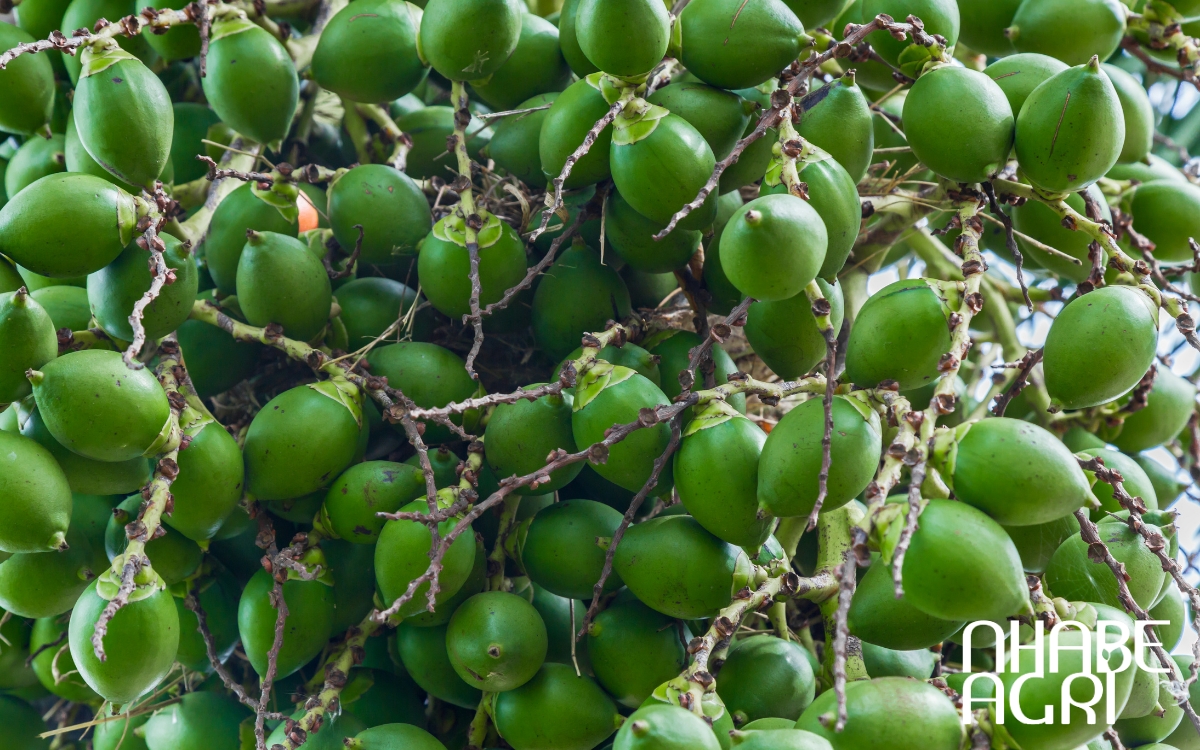 cách phòng ngừa sâu bệnh trên cây cau hiệu quả