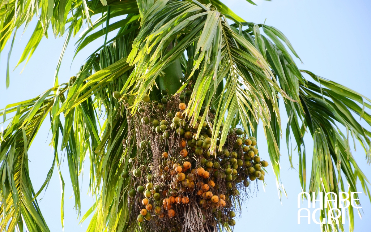 sâu bệnh thường gặp trên cây cau
