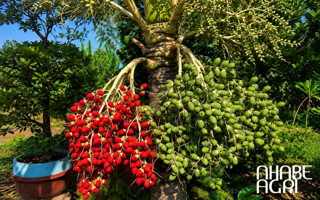 cẩm nang cây cau