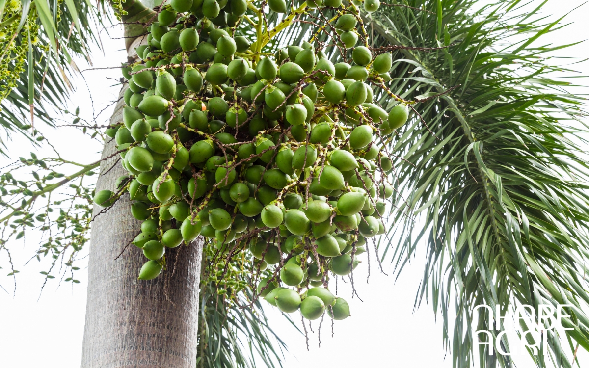 điều kiện để trồng cây cau