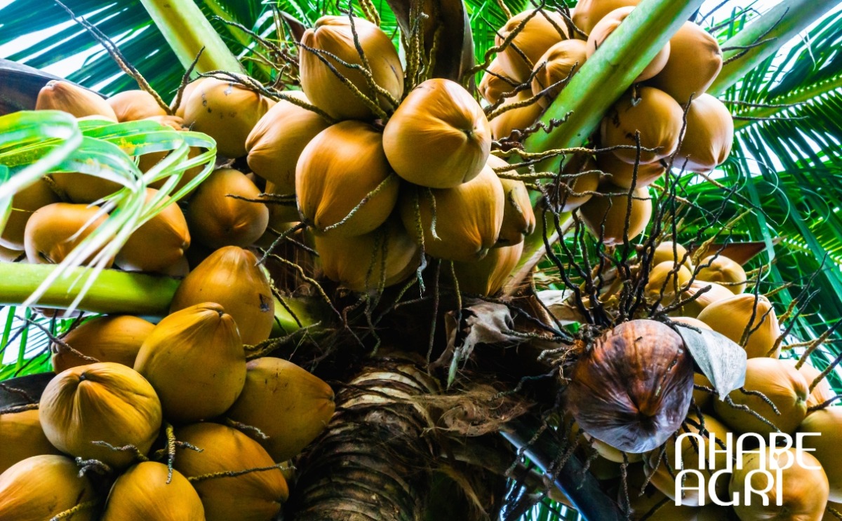 cẩm nang cây dừa cẩm nang cây dừa
