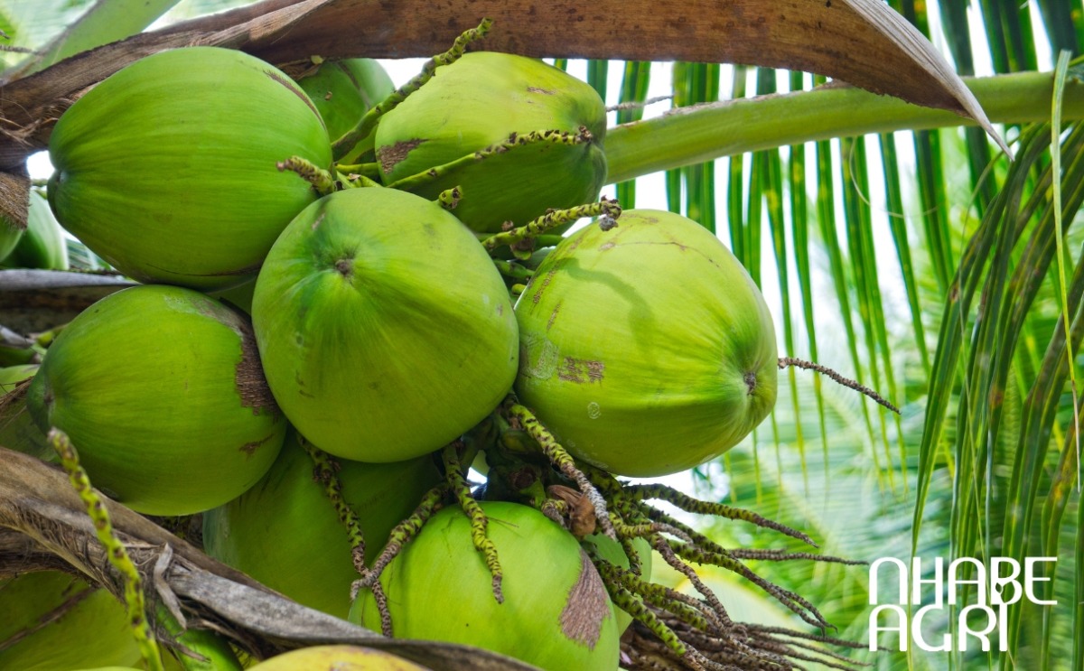 kỹ thuật trồng cây dừa kỹ thuật trồng cây dừa