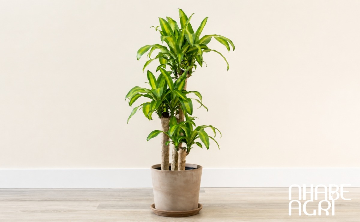 cách trồng cây phát tài cách trồng cây phát tài