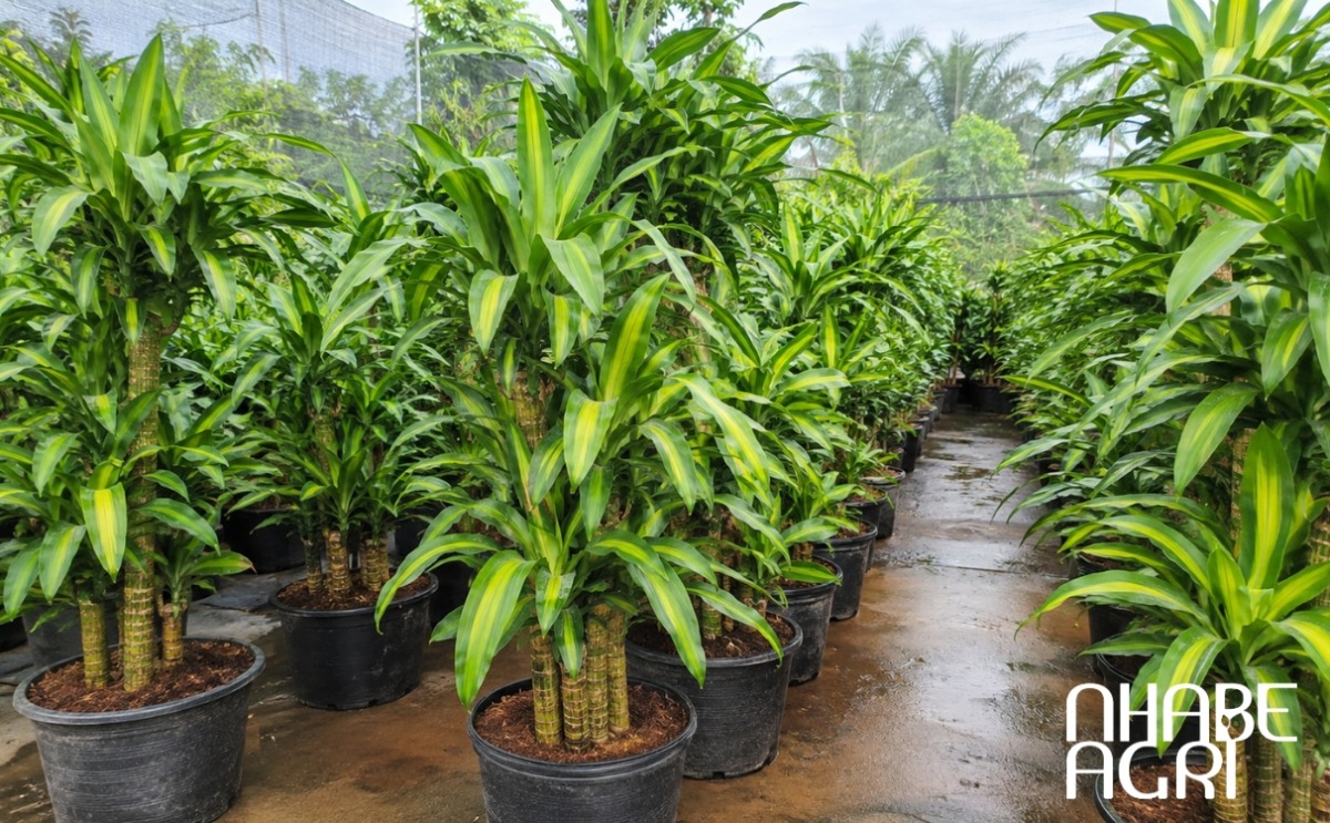cẩm nang cây phát tài cẩm nang cây phát tài