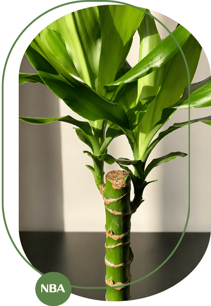 cây phát tài có độc không