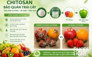 Chitosan Bảo Quản Trái Cây