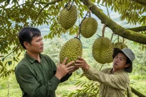 Sầu riêng Đắk Lắk kỳ vọng bứt phá nhờ Nghị quyết 36