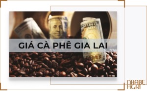 Giá cà phê Gia Lai hôm nay