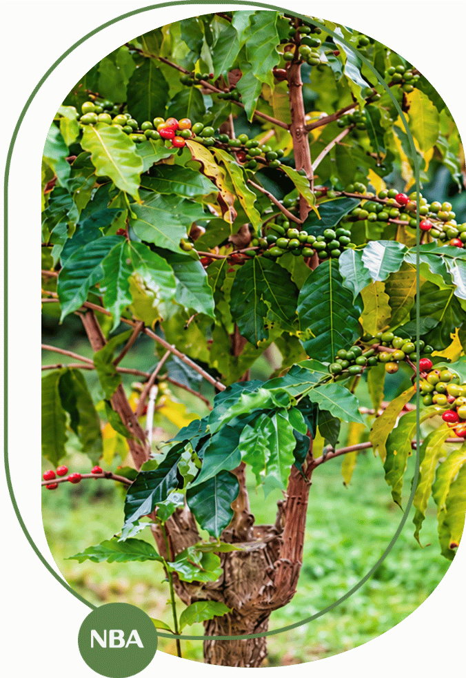 khắc phục cây cà phê thiếu dinh dưỡng