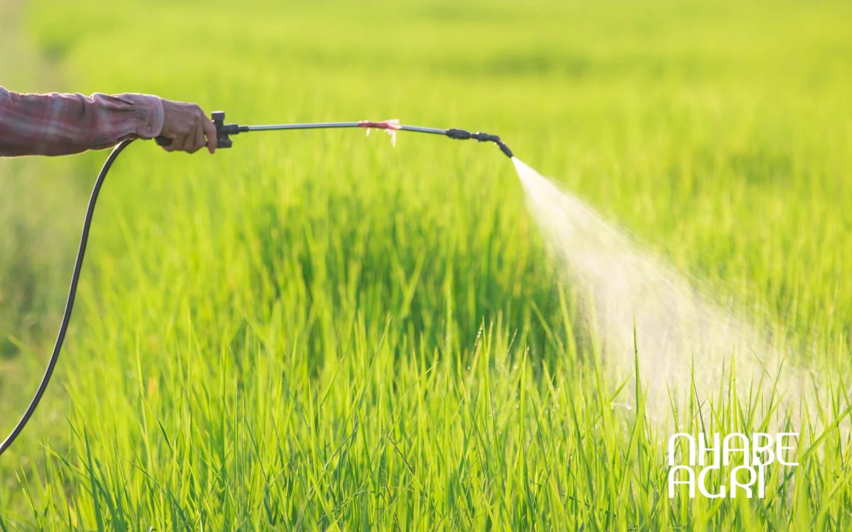 Luân phiên thuốc trừ sâu theo hướng dẫn. Luân phiên thuốc trừ sâu theo hướng dẫn.