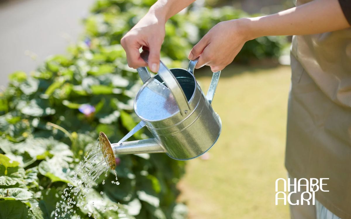 Các dạng thuốc trừ sâu trong canh tác. Các dạng thuốc trừ sâu trong canh tác.