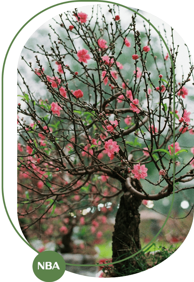 hướng dẫn cách làm đào nở đúng Tết hướng dẫn cách làm đào nở đúng Tết